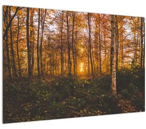 Tablou - Pădurea toamna (90x60 cm)