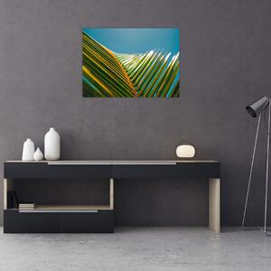 Tablou - Frunze de palmier (70x50 cm)