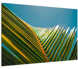 Tablou - Frunze de palmier (90x60 cm)