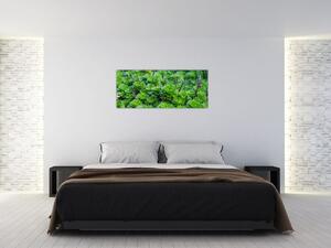 Tablou - Aloe (120x50 cm)