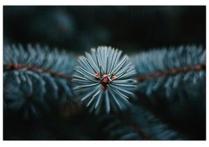 Tablou -Crenguțe ale unui conifer (90x60 cm)
