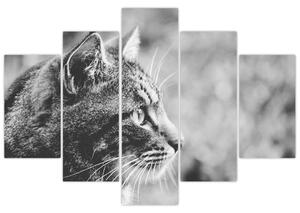 Tablou - Pisica (150x105 cm)