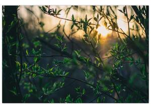 Tablou - Soarele strălucind printre crengile copacilor (90x60 cm)