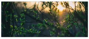Tablou - Soarele strălucind printre crengile copacilor (120x50 cm)