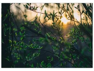Tablou - Soarele strălucind printre crengile copacilor (70x50 cm)