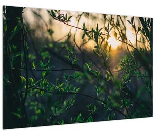 Tablou - Soarele strălucind printre crengile copacilor (90x60 cm)