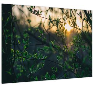 Tablou pe sticlă - Soarele strălucind printre crengile copacilor (70x50 cm)