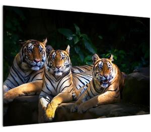 Tablou - Tigrii frați (90x60 cm)