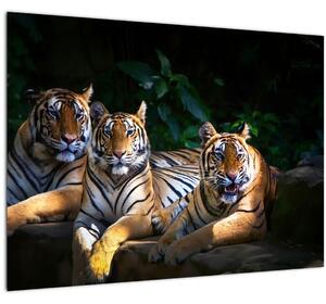 Tablou - Tigrii frați (70x50 cm)