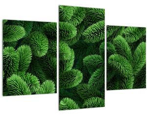 Tablou - Ramuri de conifere (90x60 cm)