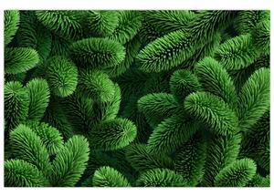 Tablou - Ramuri de conifere (90x60 cm)