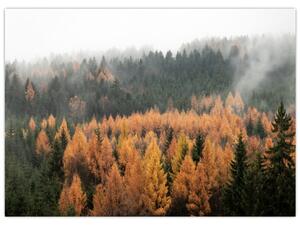 Tablou - Pădure toamna (70x50 cm)