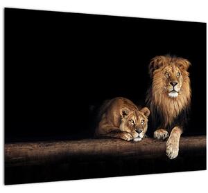 Tablou pe sticlă - Leu și leoaică (70x50 cm)