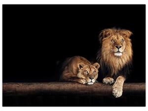Tablou - Leu și leoaică (70x50 cm)