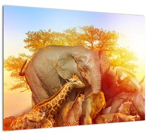 Tablou pe sticlă - Animale africane (70x50 cm)