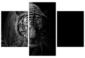 Tablou - Tigru sălbatic (90x60 cm)