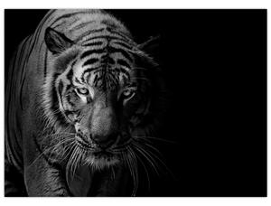 Tablou pe sticlă - Tigru sălbatic (70x50 cm)