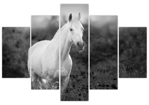 Tablou - Cal alb în poină (150x105 cm)