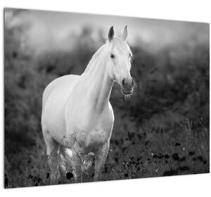 Tablou pe sticlă - Cal alb în poină (70x50 cm)