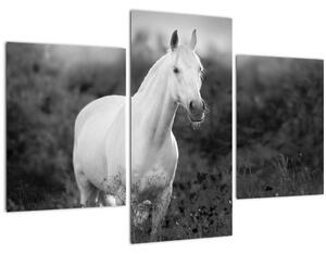 Tablou - Cal alb în poină (90x60 cm)