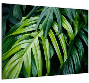 Tablou pe sticlă - Frunze tropicale (70x50 cm)
