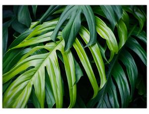 Tablou - Frunze tropicale (70x50 cm)