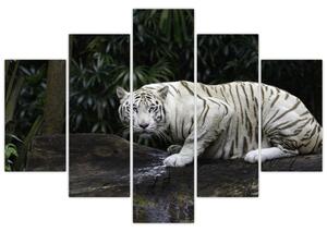 Tablou - Tigru alb (150x105 cm)