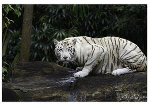 Tablou - Tigru alb (90x60 cm)