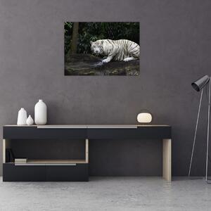 Tablou - Tigru alb (70x50 cm)
