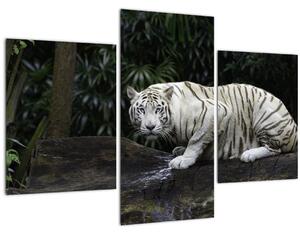 Tablou - Tigru alb (90x60 cm)