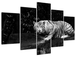 Tablou - Tigru alb, alb-negru (150x105 cm)