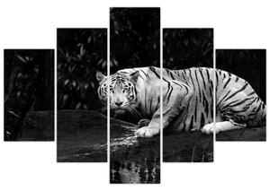 Tablou - Tigru alb, alb-negru (150x105 cm)