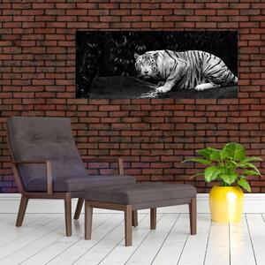 Tablou - Tigru alb, alb-negru (120x50 cm)