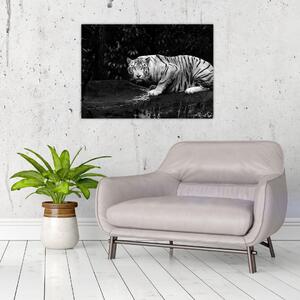Tablou pe sticlă - Tigru alb, alb-negru (70x50 cm)