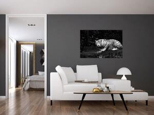 Tablou - Tigru alb, alb-negru (90x60 cm)