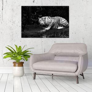 Tablou - Tigru alb, alb-negru (90x60 cm)