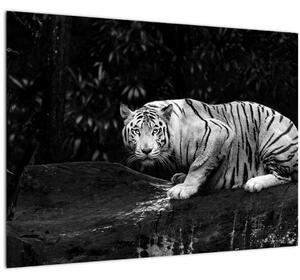 Tablou - Tigru alb, alb-negru (70x50 cm)