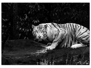 Tablou pe sticlă - Tigru alb, alb-negru (70x50 cm)