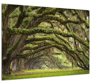 Tablou pe sticlă - Oaks Avenue, Charleston, Carolina de Sud, SUA (70x50 cm)