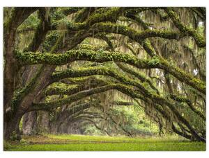 Tablou - Oaks Avenue, Charleston, Carolina de Sud, SUA (70x50 cm)