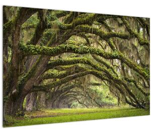 Tablou - Oaks Avenue, Charleston, Carolina de Sud, SUA (90x60 cm)