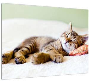 Tablou pe sticlă - Pisicuța adormită (70x50 cm)