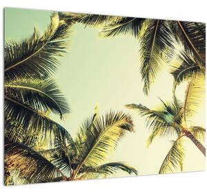 Tablou pe sticlă - Palmieri de cocos (70x50 cm)