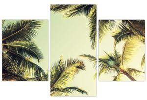 Tablou - Palmieri de cocos (90x60 cm)