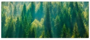 Tablou - Pădurea de brazi (120x50 cm)
