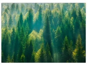 Tablou - Pădurea de brazi (70x50 cm)
