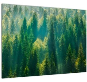 Tablou pe sticlă - Pădurea de brazi (70x50 cm)