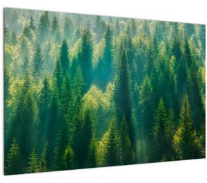 Tablou - Pădurea de brazi (90x60 cm)
