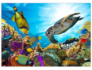 Tablou - Recif de corali (70x50 cm)