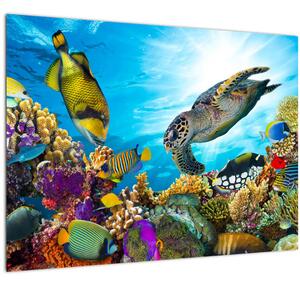 Tablou pe sticlă - Recif de corali (70x50 cm)